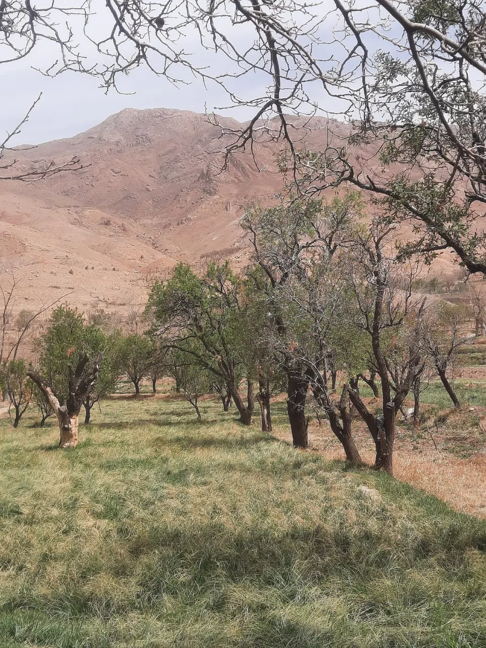 Charmeh bahçeleri