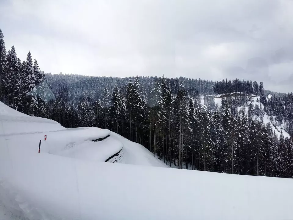 Ilgaz Dağı ormanları