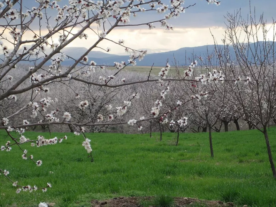 Kayısı ağaçları