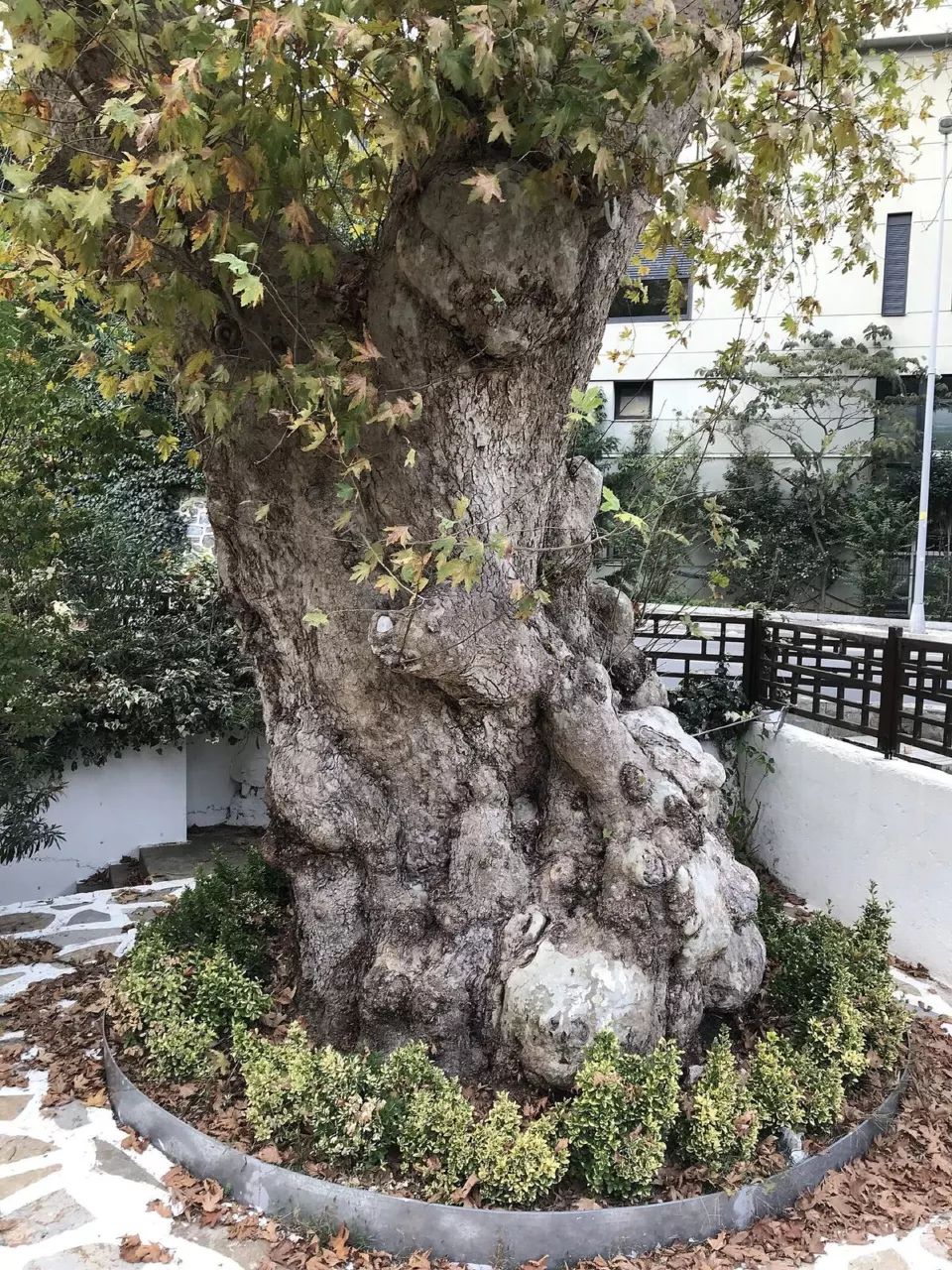 Atsushi Miyazaki Parkı'nda çınar ağacı