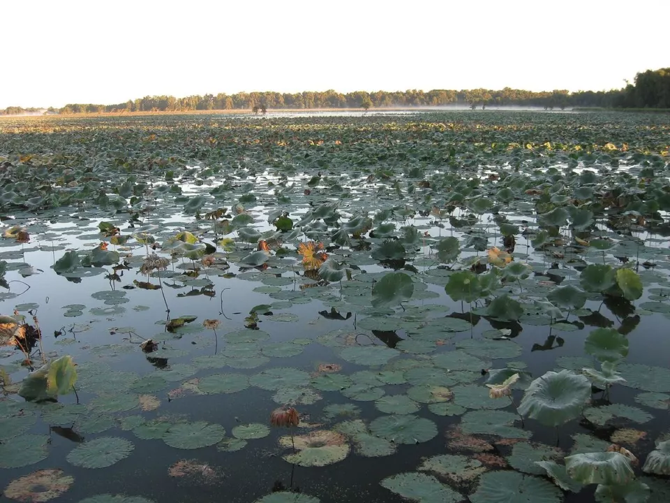Reelfoot Gölü