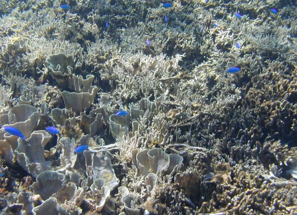 Shiraho resifi